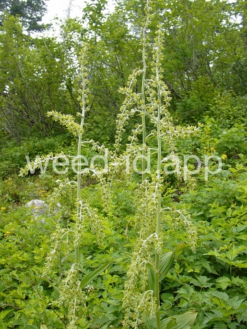 false-hellebore, green